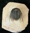 Big Leonaspis Trilobite With Free-Standing Spines #17290-4